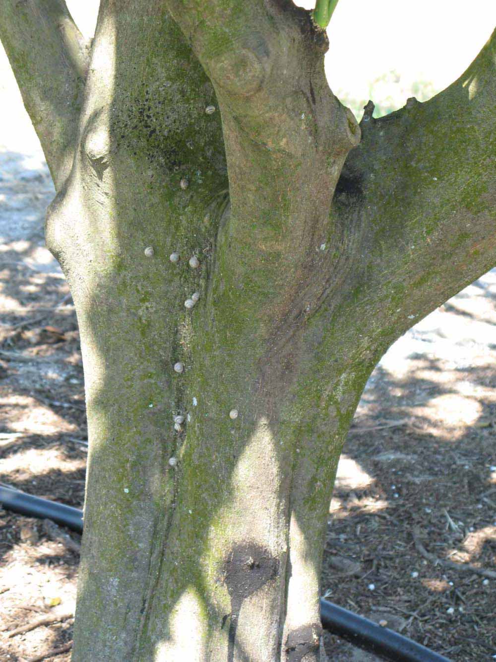            Bark (Winter Haven, FL)   